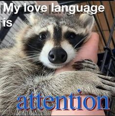 a raccoon that is holding onto someone's arm with the caption attention