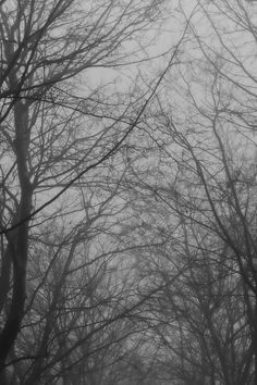 black and white photograph of trees in the foggy forest with no leaves on them