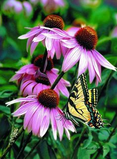 a yellow and black butterfly on some purple flowers