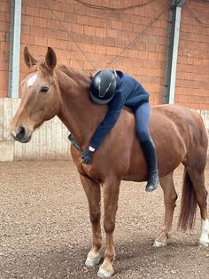 horse hug, equestrian bonding, chestnut horse, riding arena, emotional connection, horseback rider, stable life, horse and rider English Trail Riding, Horse Hug, Horse Bonding, Horse Riding Arena, Riding Arena, Flat Riding Boots, Riding Arenas, Horse And Rider