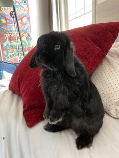 a small black rabbit sitting on top of a bed next to two red and white pillows