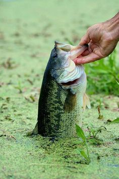 a person is holding a fish in the water