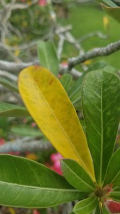 a yellow leaf on a tree branch