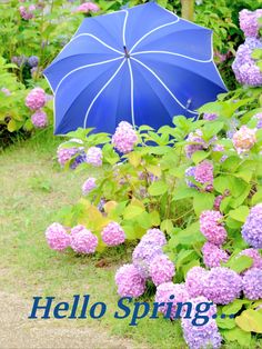 there is a blue umbrella that is in the grass next to some purple hydrangeas