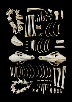 an assortment of bones and other items on a black background