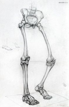 a drawing of a human skeleton with the lower legs and upper leg extended to the ground