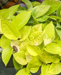 green leaves are growing in a potted plant