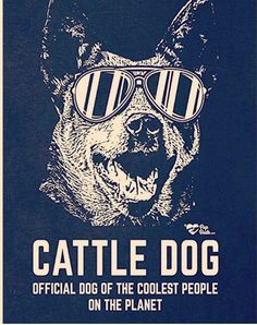 a dog with sunglasses on it's face and the words cattledog written in white