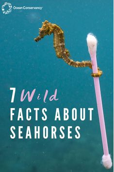 a seahorse on a pink pole with the words 7 wild facts about seahorsees