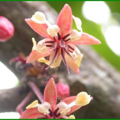 an orange and white flower on a tree branch