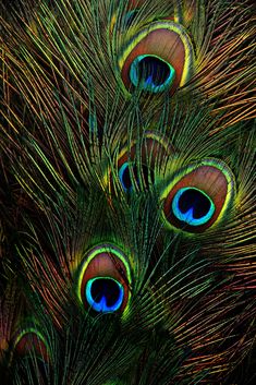 several peacock feathers are shown in this close up photo