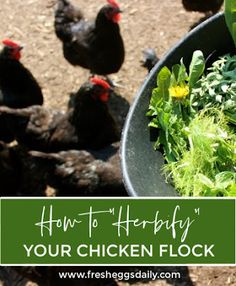 chickens are standing around in the dirt near a bowl with greens and lettuce