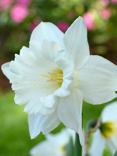 white daffodils are blooming in the garden