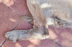 a dog's paw is laying on the ground with its front paws spread out