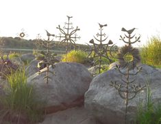 some plants are growing out of the rocks in the grass and on top of each other