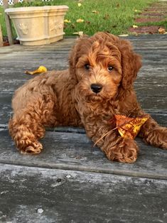 a small brown dog laying on top of a wooden floor