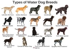 the types of water dog breeds are shown in this chart with their names and colors