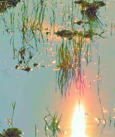 the sun is reflected in the water with grass growing out of it's surface