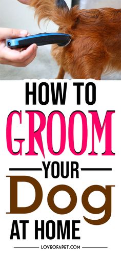 a dog grooming it's teeth with the words how to groom your dog at home