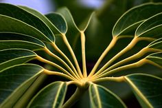 a close up view of a green leafy plant