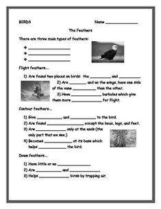 This worksheet corresponds with my PowerPoint about birds.  It discusses the three main types of feathers:  flight feathers, contour feathers, and down feathers.  It covers the types of wings that birds have and how they help the bird fly:  broad rounded wings, slender curved wings, and straight narrow wings.  It talks about why birds fly in a V formation.  There are two charts.  One describes the different types of feet that birds have and what that teaches us about the bird.  The other lists t Types Of Wings, Types Of Feathers, Flight Feathers, Bird Beaks, Bird Wings, Future Classroom, Down Feather, Answer Keys, Educational Materials