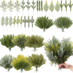 a bunch of different types of trees and bushes in various stages of growth, from top to bottom