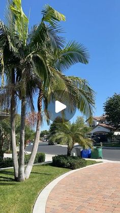 a palm tree in the middle of a driveway