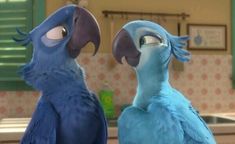 two blue birds standing next to each other on a kitchen counter with the caption's name