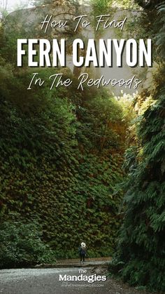 a person walking down a dirt road in front of green plants and trees with the words how to find fern canyon in the redwood