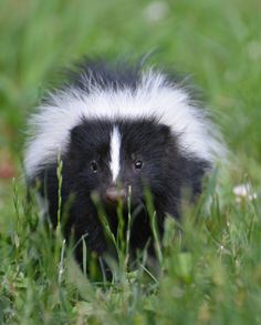 a black and white striped animal sitting in the grass