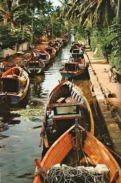 several boats are lined up on the side of a river in front of palm trees