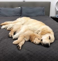 a large dog laying on top of a bed