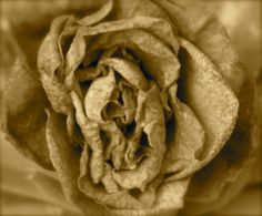 a sepia toned photo of a flower