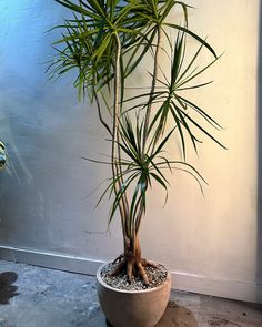 a potted plant with roots in it on the ground next to a white wall