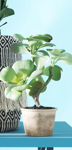 a potted plant sitting on top of a blue table next to a black and white pillow