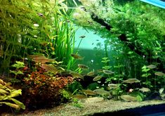 an aquarium filled with lots of different types of plants and fish swimming in the water