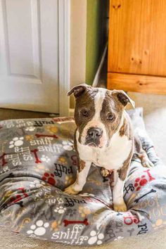 a brown and white dog sitting on top of a bed with the words simple to make