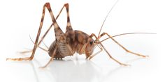 a brown and black insect with long legs on a white surface, looking at the camera