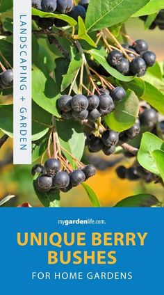 berries growing on the tree with text that reads unique berry bushes for home gardens