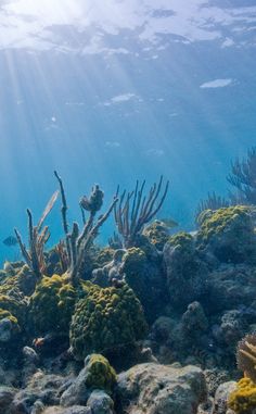 the cover of an underwater book with corals and seaweed on it, under water