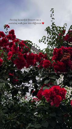 red flowers are growing on the branches of a tree