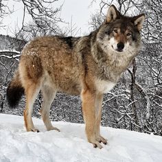 a wolf standing in the snow near some trees