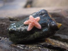 a pink starfish sitting on top of a rock