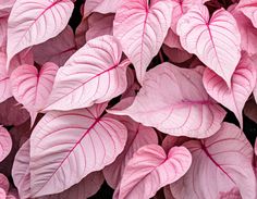 pink and white leaves are arranged together