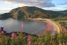 the beach is surrounded by wildflowers and green hills in the distance, with pink flowers on the foreground