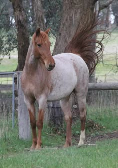 a brown and white horse standing next to a tree