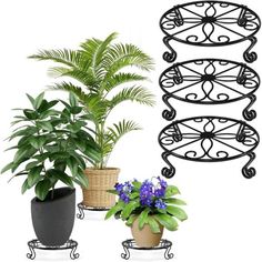 three potted plants are sitting next to each other in black metal plant stands, one with blue flowers and the other with green leaves