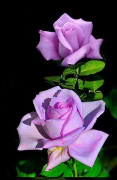 two pink roses with green leaves in the middle and one purple rose on the other side