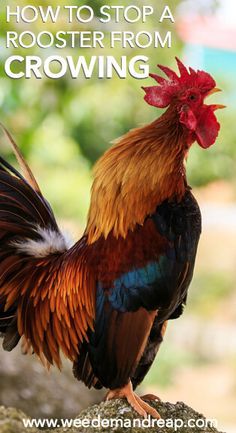 a rooster standing on top of a rock with the words how to stop a rooster from growing