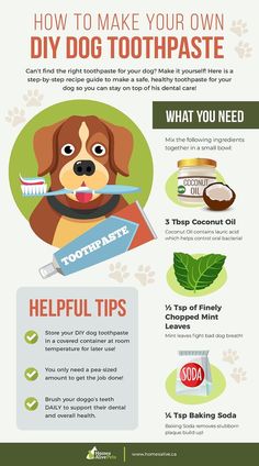 how to make your own diy dog toothpaste info poster with instructions and pictures